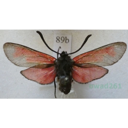 Zygaena minos (Denis & Schiffermüller, 1775) Kraśnik biedrzeniowiec Deutschland89b